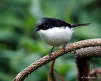 Dark-backed Sibia