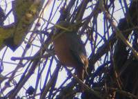 Chestnut-tailed Starling (Sturnus malabaricus) 2004. december 17. Wild Grass Lodge (tea garden)