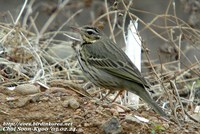 Fig. 1. Olive-backed Pipit : 힝둥새