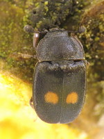 Nitidula bipunctata