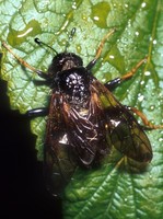 Cimbex femoratus