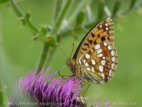 Argynnis adippe adippe