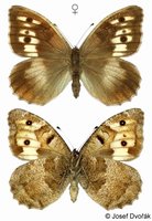 Chazara briseis - Hermit