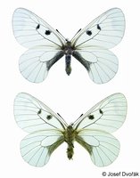 Parnassius mnemosyne - Clouded Apollo
