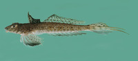 Callionymus filamentosus, Blotchfin dragonet: