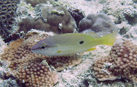Lutjanus fulviflamma, Dory snapper: fisheries, gamefish, aquarium