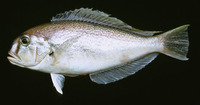 Caulolatilus intermedius, Gulf bareye tilefish: fisheries