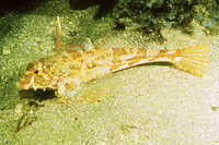 Leiocottus hirundo, Lavender sculpin: