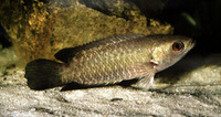 Ctenopoma nigropannosum, Twospot climbing perch: aquarium