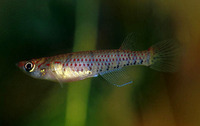 Epiplatys sexfasciatus sexfasciatus, Sixbar panchax: aquarium