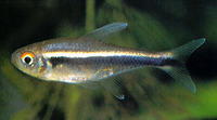 Hyphessobrycon herbertaxelrodi, Black neon tetra: aquarium