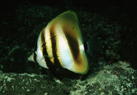 Coradion altivelis, Highfin coralfish: aquarium