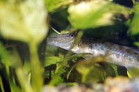 Acantopsis choirorhynchos, Horseface loach: aquarium