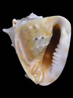Cassis cornuta