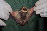 Image of: Lasiurus cinereus (hoary bat)