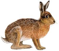 Image of: Lepus europaeus (European hare)