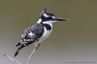 Ceryle rudis - Pied Kingfisher