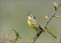 Motacilla flava flava - Yellow Wagtail