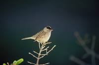 Basileuterus culicivorus - Golden-crowned Warbler