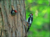 Dendrocopos major - Great Spotted Woodpecker