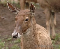 Cervus albirostris - White-lipped Deer