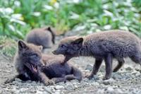 Alopex lagopus - Pribilof Island Arctic Fox