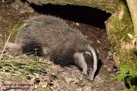 Meles meles - Eurasian Badger