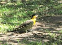 Image of: Colaptes campestris (Campo flicker)