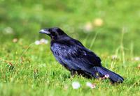 Image of: Corvus corax (common raven)