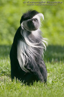 Colobus angolensis palliatus