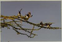 Image of: Lanius excubitoroides (grey-backed fiscal)