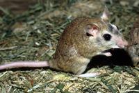 Tatera indica - Indian Gerbil