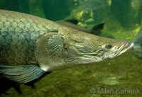 Arapaima gigas - Giant Arapaima