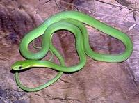 Image of: Opheodrys aestivus (rough green snake)