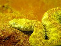 Cerastes vipera - Pygmy Sand Viper