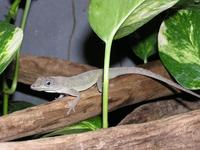 Anolis roquet