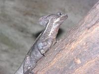 Basiliscus vittatus - Brown Basilisk