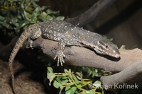 Varanus timorensis - Timor monitor