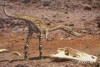 Coelophysis