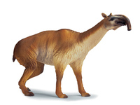 Macrauchenia