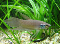 Betta fusca