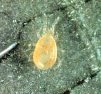 Amblyseius fallacis