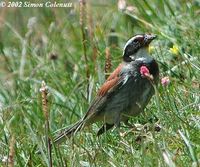 Tibetan Bunting - Emberiza koslowi