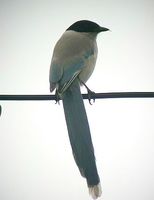 Azure-winged Magpie - Cyanopica cyanus