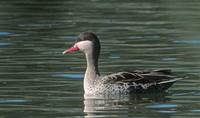 Red-billed Duck (Anas erythrorhynchata) photo