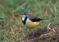 Madagascar Wagtail (Motacilla flaviventris) photo