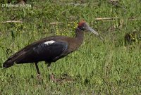 Red-naped Ibis - Pseudibis papillosa