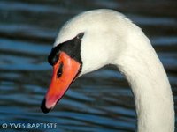 Mute Swan - Cygnus olor