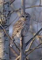 Barred Owl (Strix varia) photo