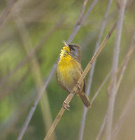 Gray-crowned Yellowthroat (Geothlypis poliocephala) photo